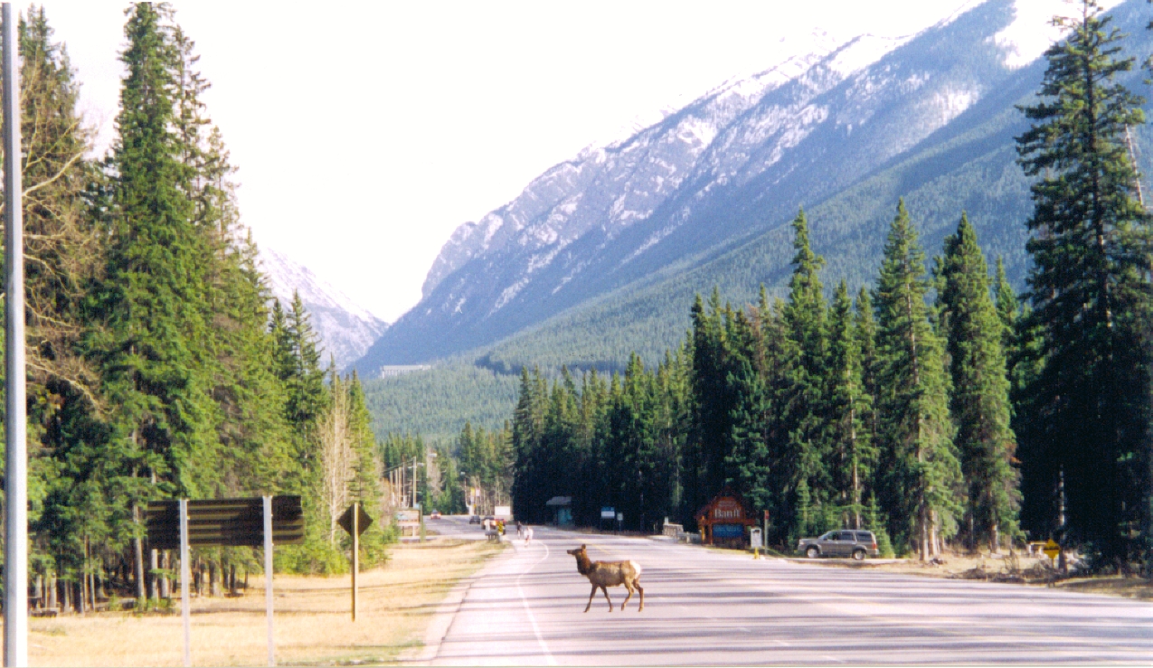 Elk frequent the town of Banff 